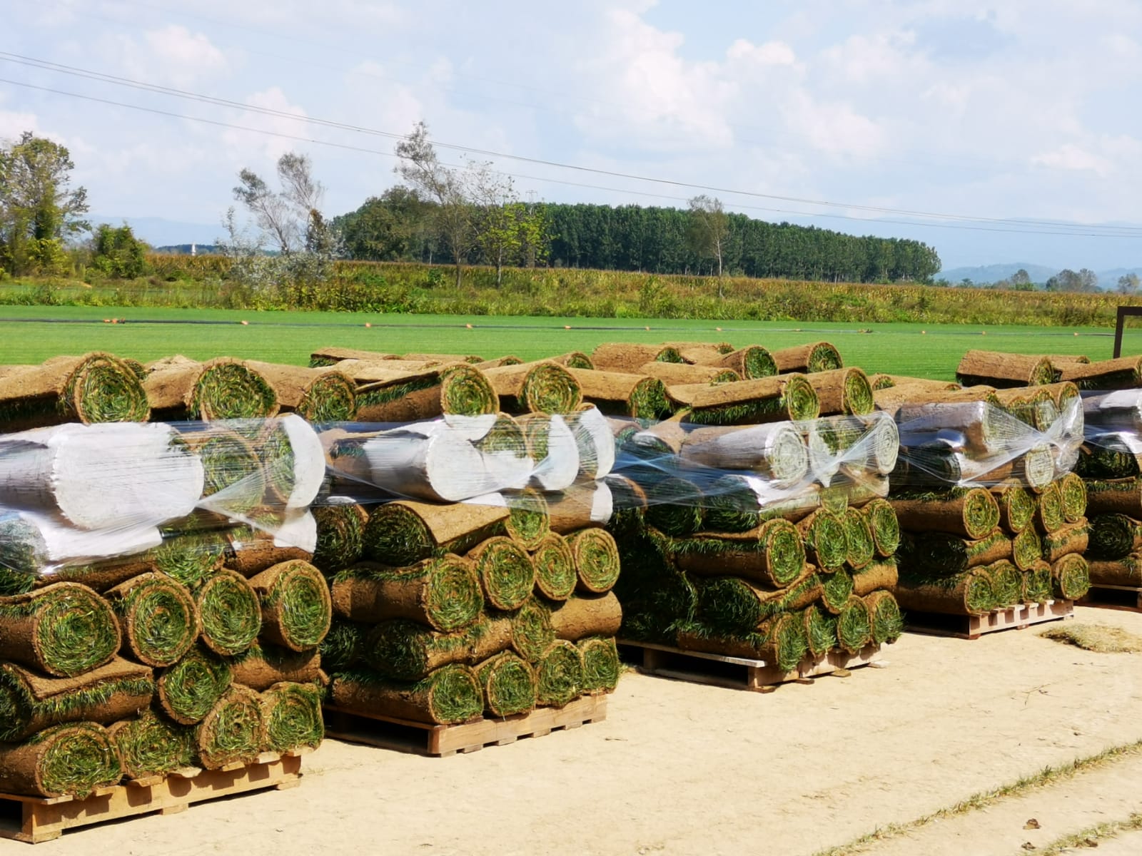 HAZIR ÇİM _ SEVKİYAT